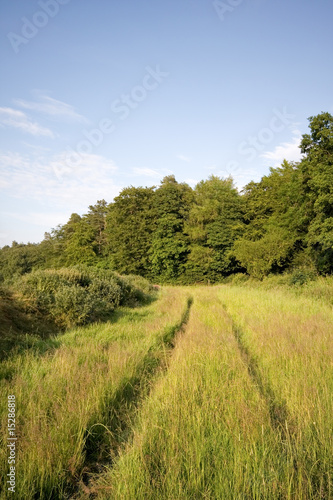 Tracks running through long grass with trees and blue sky