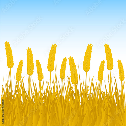 harvest background