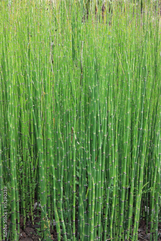 Fototapeta premium prêle