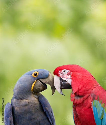 Love Birds