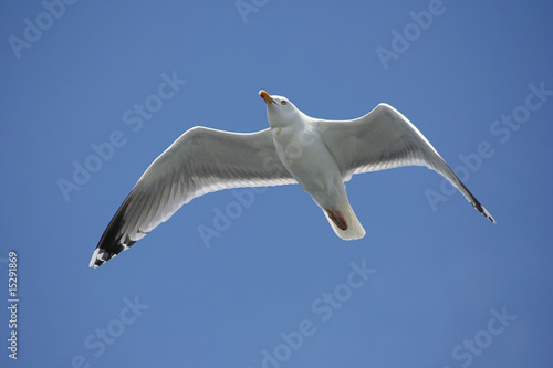 Möwe