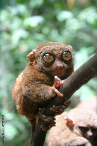 Tarsier