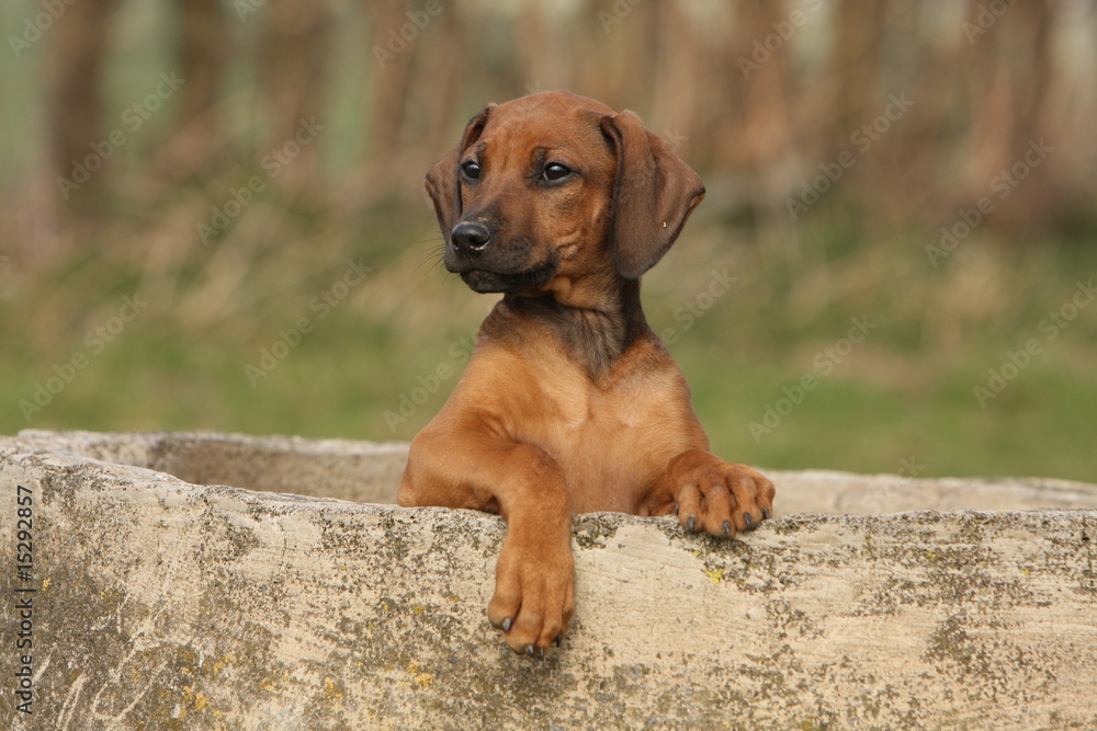 jeune chiot rhodesian ridgeback debout dans un bac de pierre