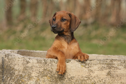 Obraz na płótnie jeune chiot rhodesian ridgeback debout dans un bac de pierre w salonie