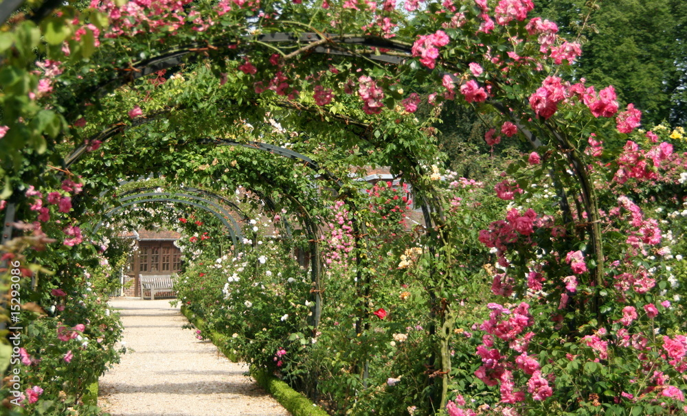 Naklejka premium Paryski ogród różany