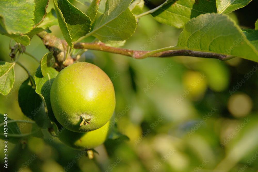 jeune pomme sur arbre jeune pomme sur arbre