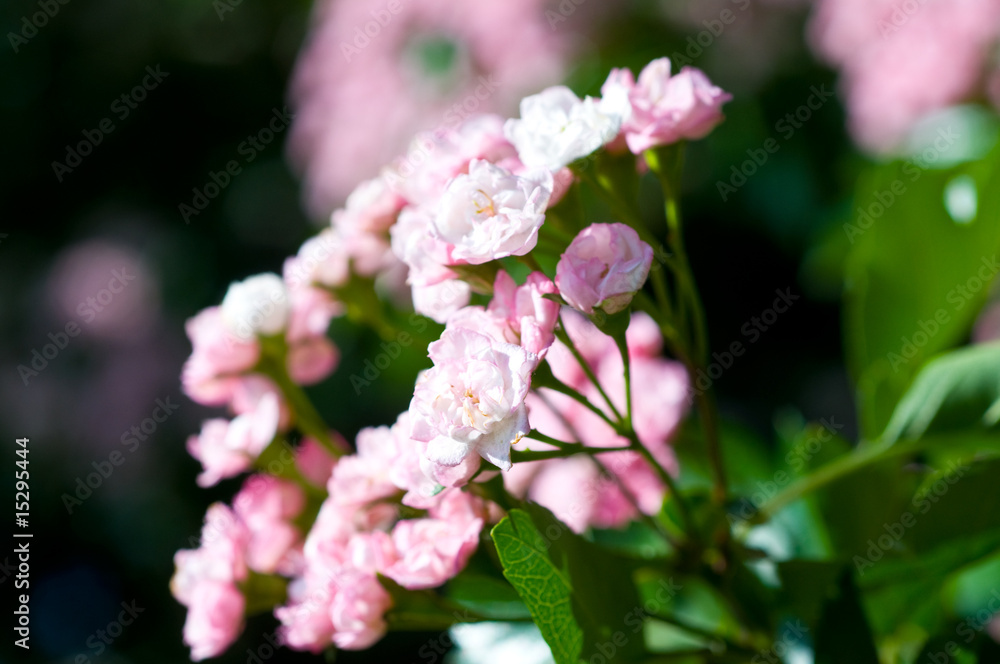 Cherry tree branch in bloom Cherry tree branch in bloom
