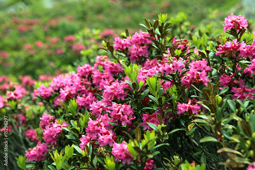 Alpenrosen - Alpine roses