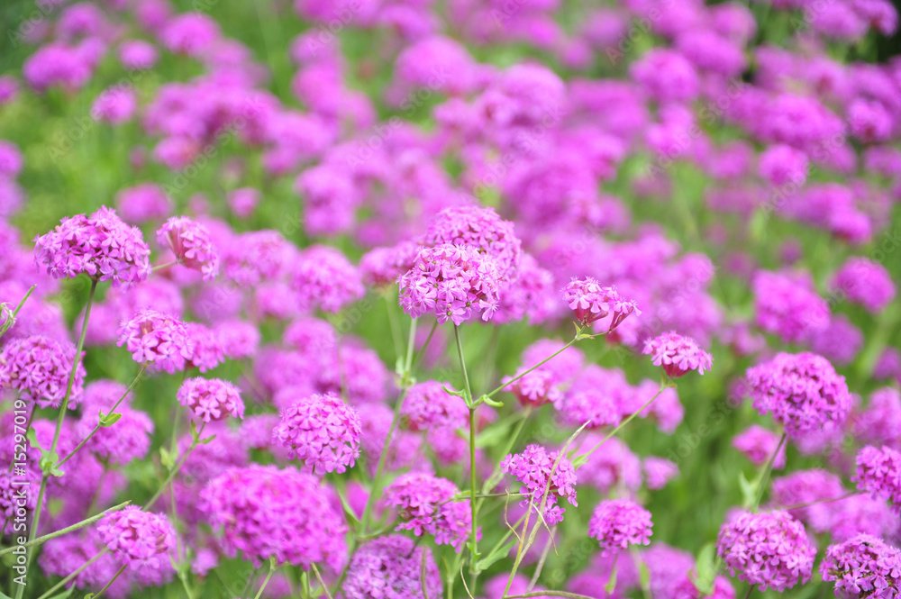 Fototapeta premium wild bow