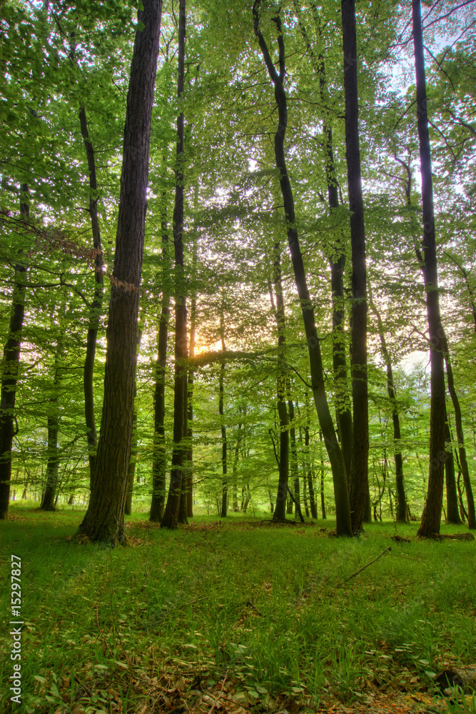 Naklejka premium Grüner Wald