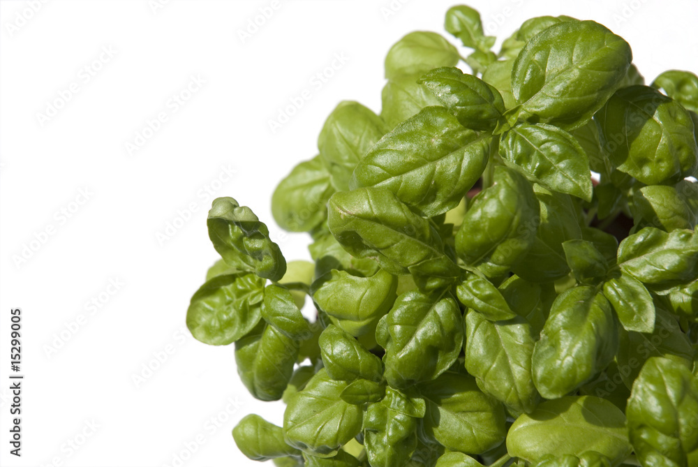 basil isolated on a white background basil isolated on a white background