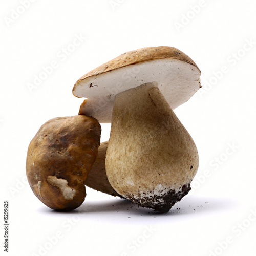 Porcini Mushroom
