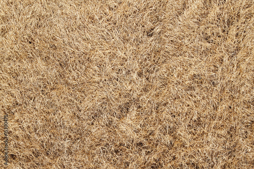 Dry burnt dead grass natural abstract background.