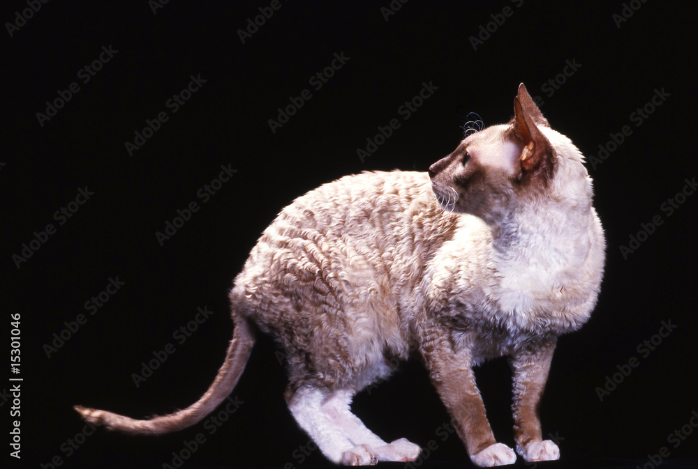 Chat De Race Rex Cornish De Profil Retourne Sur Fond Noir Studio Stock Photo Adobe Stock