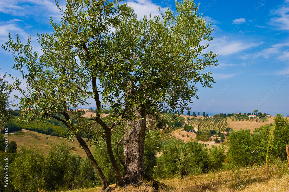 Olive trees field in the hills of Toscane