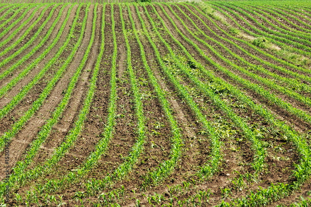 Summer Field Summer Field