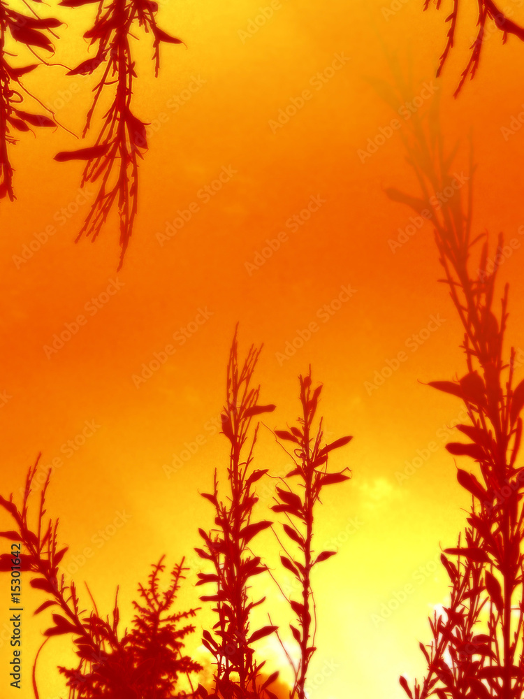 Fototapeta premium plants