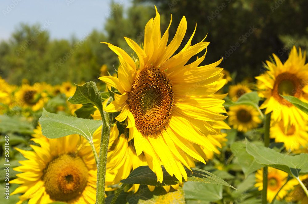 Fototapeta premium Girasole
