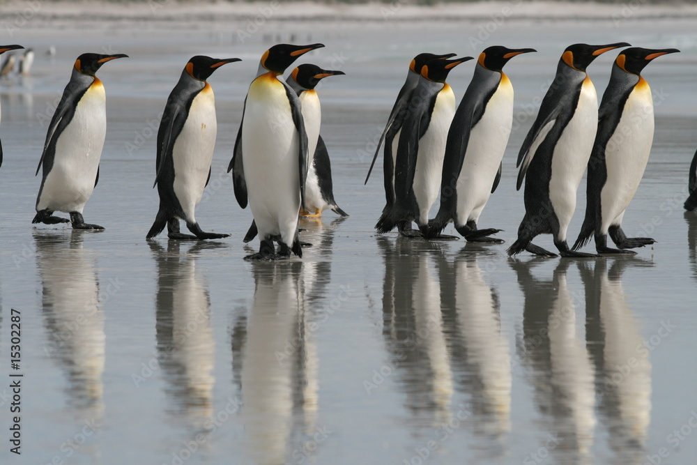 Fototapeta premium King Penguins
