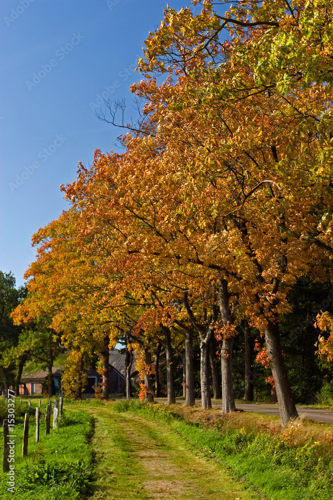 Naklejka premium Landscape in autumn of a road with trees