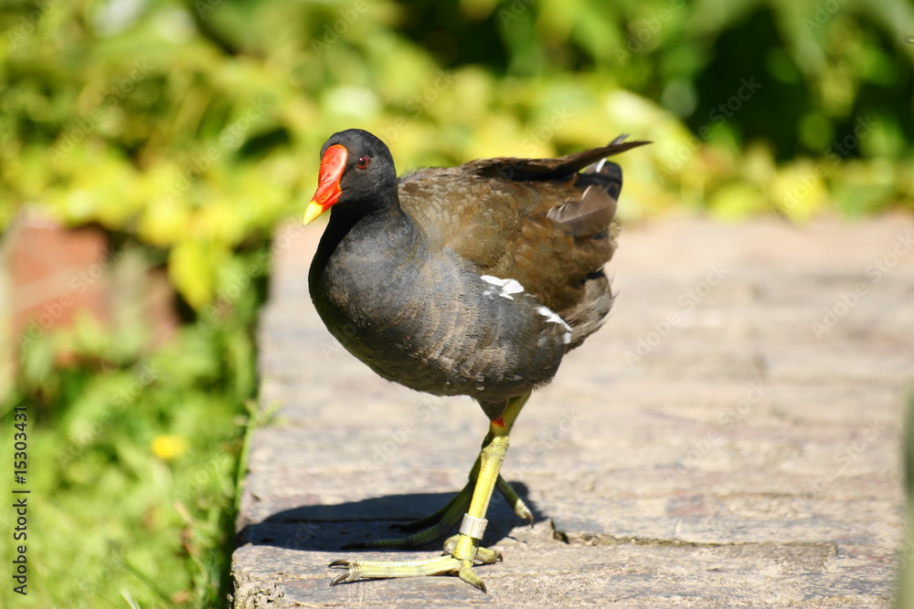 Obraz premium SONY DSC