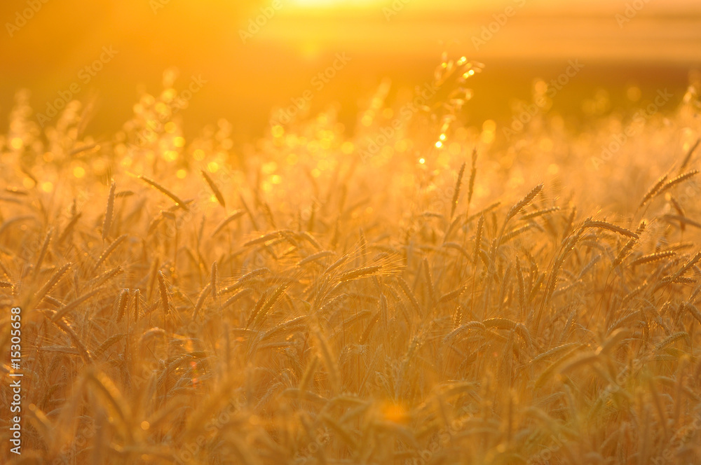 Obraz premium Trigo dorado