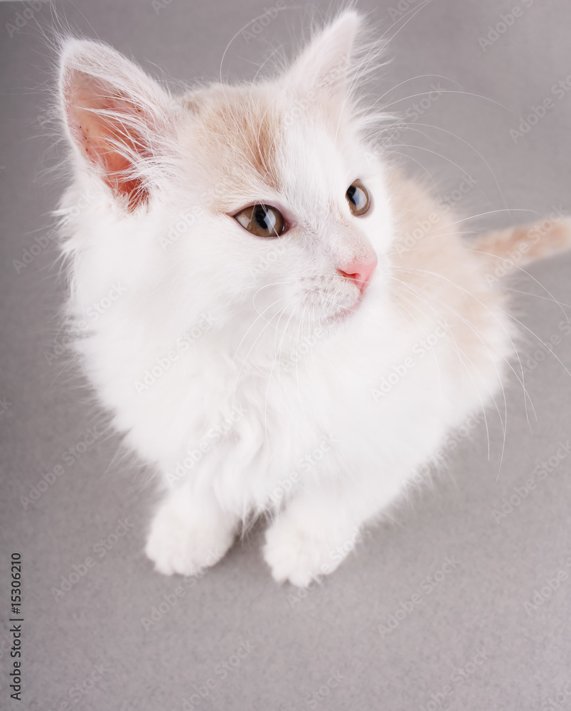 Obraz premium funny white kitten