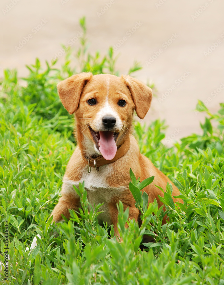 Dog in grass
