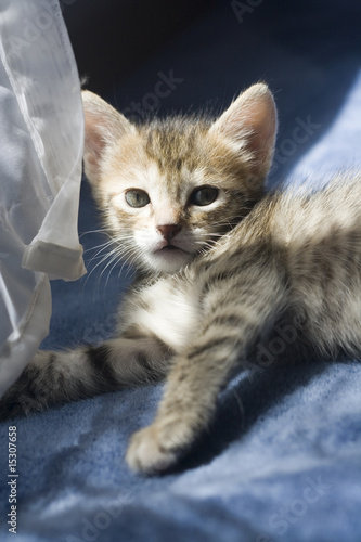 orange kitten
