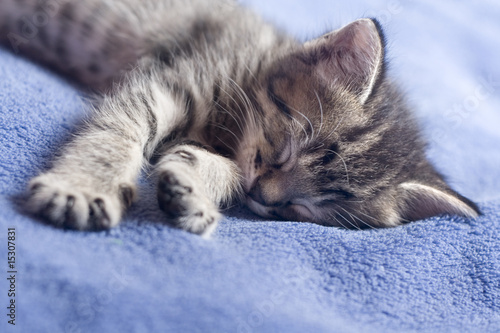 kitty napping