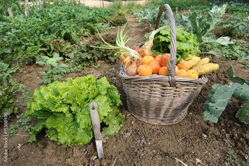 Cueillette de légumes au potager. photo