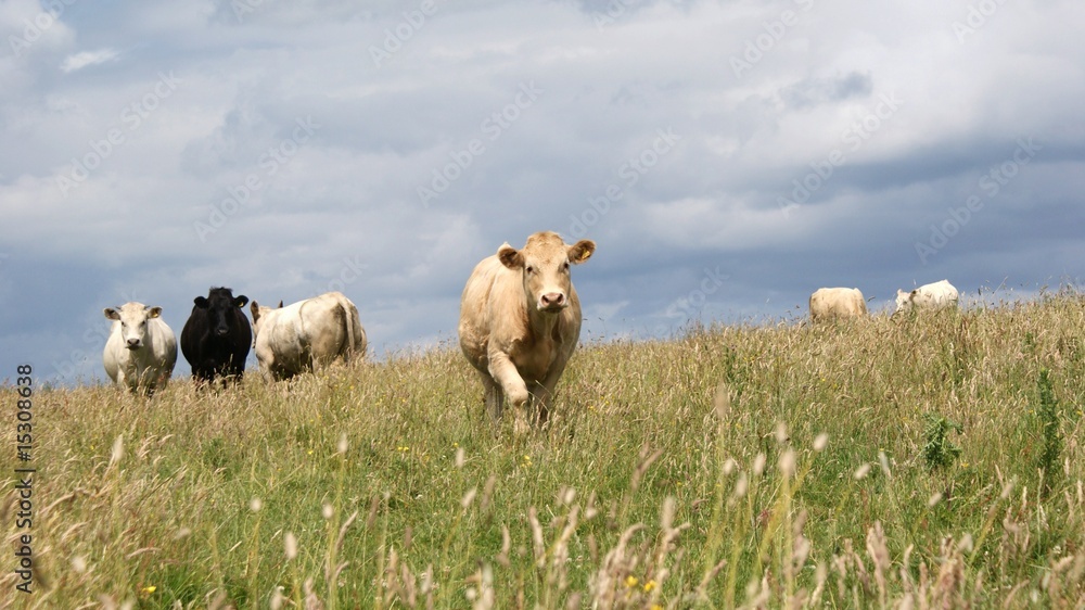 Obraz premium Bullocks