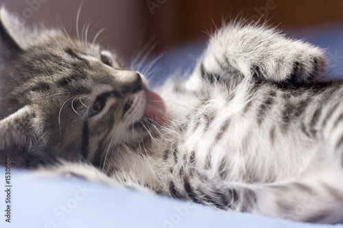 Kitty taking a bath.