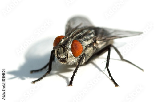 Big black fly with red eyes