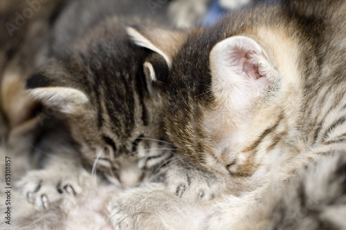 Kittens suck mother cat's breast for milk feeding