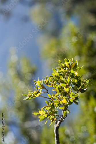 single branch