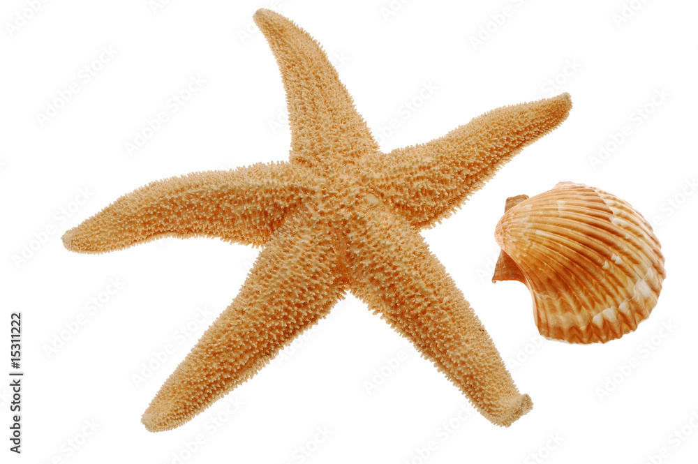 Seashell and starfish isolated on white background Seashell and starfish isolated on white background