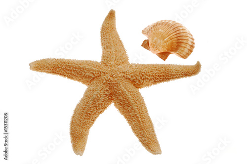 Seashell and starfish isolated on white background