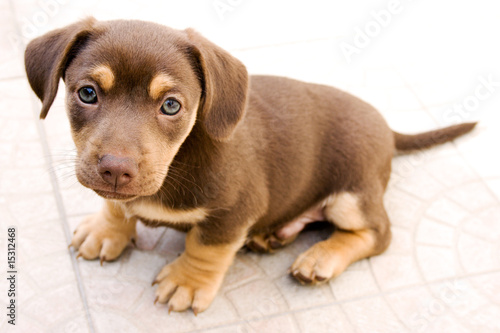 Pequeno cachorro sentado