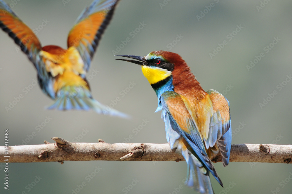 Fototapeta premium Bee-eater (Merops apiaster), Israel