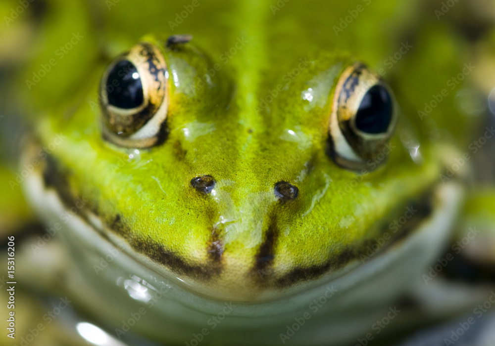 Fototapeta premium frog