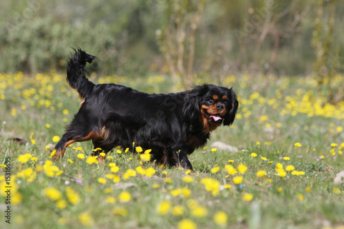 cavalier king charles noir et feu de profil parmis les fleurs photo