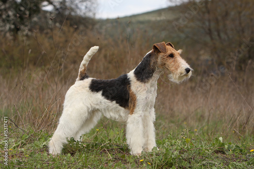Canvas-taulu standard d'un fox terrier à poil dur dans la nature - profil