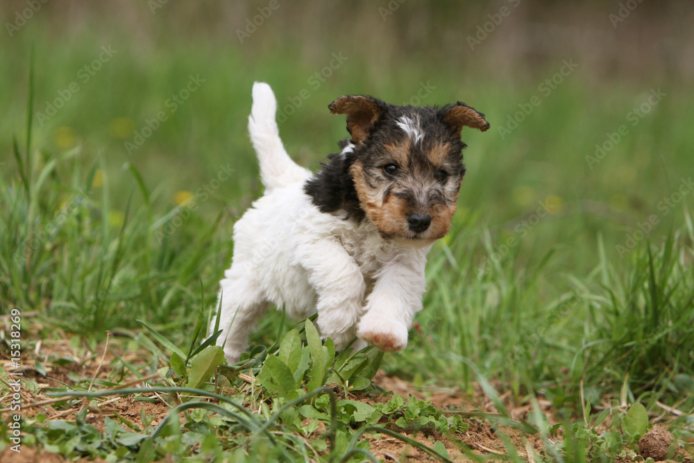 petit chiot fox terrier à poil dur courant dans l'herbe 素材庫相片| Adobe Stock