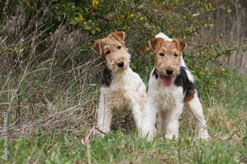 Foto deux fox terrier à poil dur arrêtés dans les hautes herbes