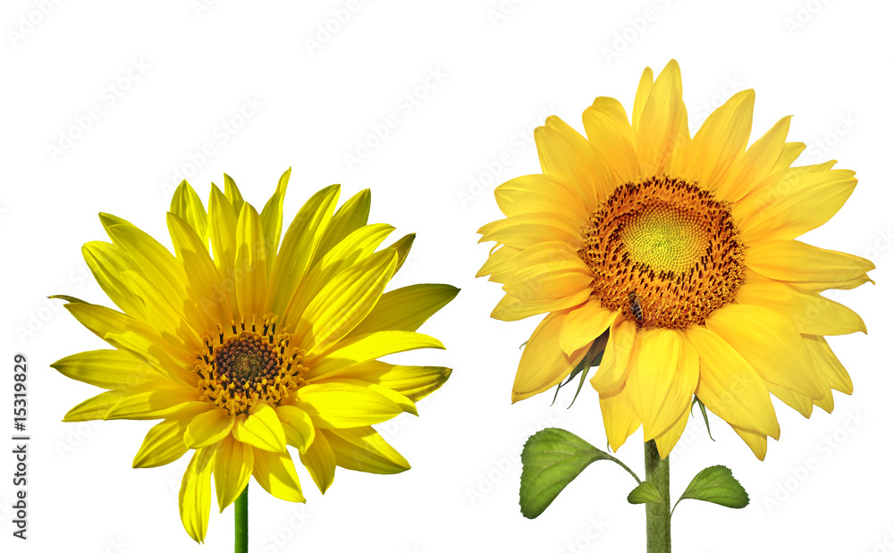 Naklejka premium Sunflowers (isolated)