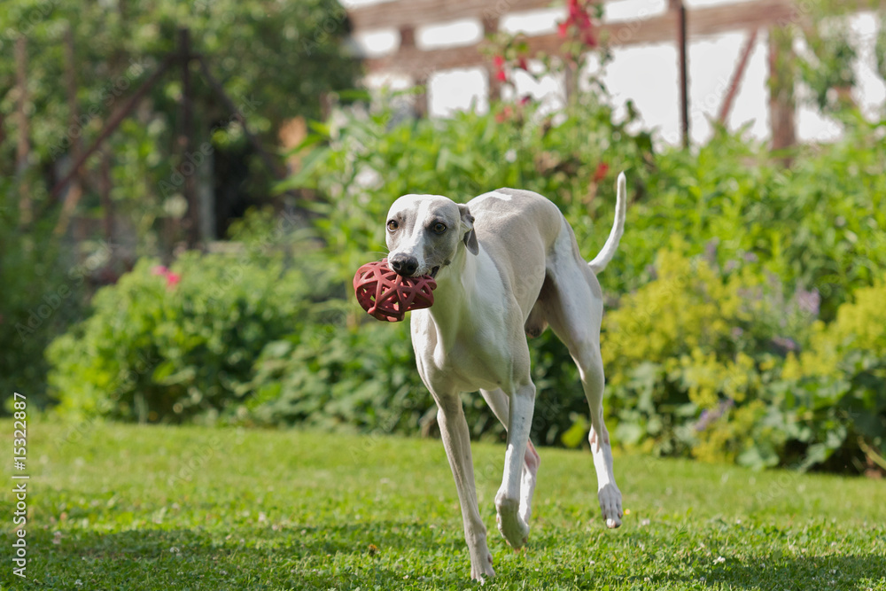 Hund spielt im Garten