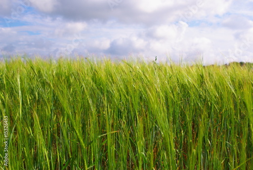 rye field