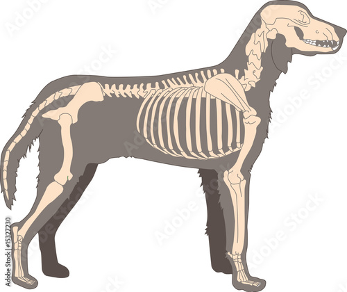 Hund