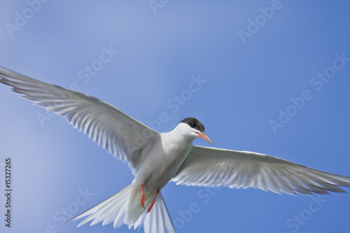 river tern in flight